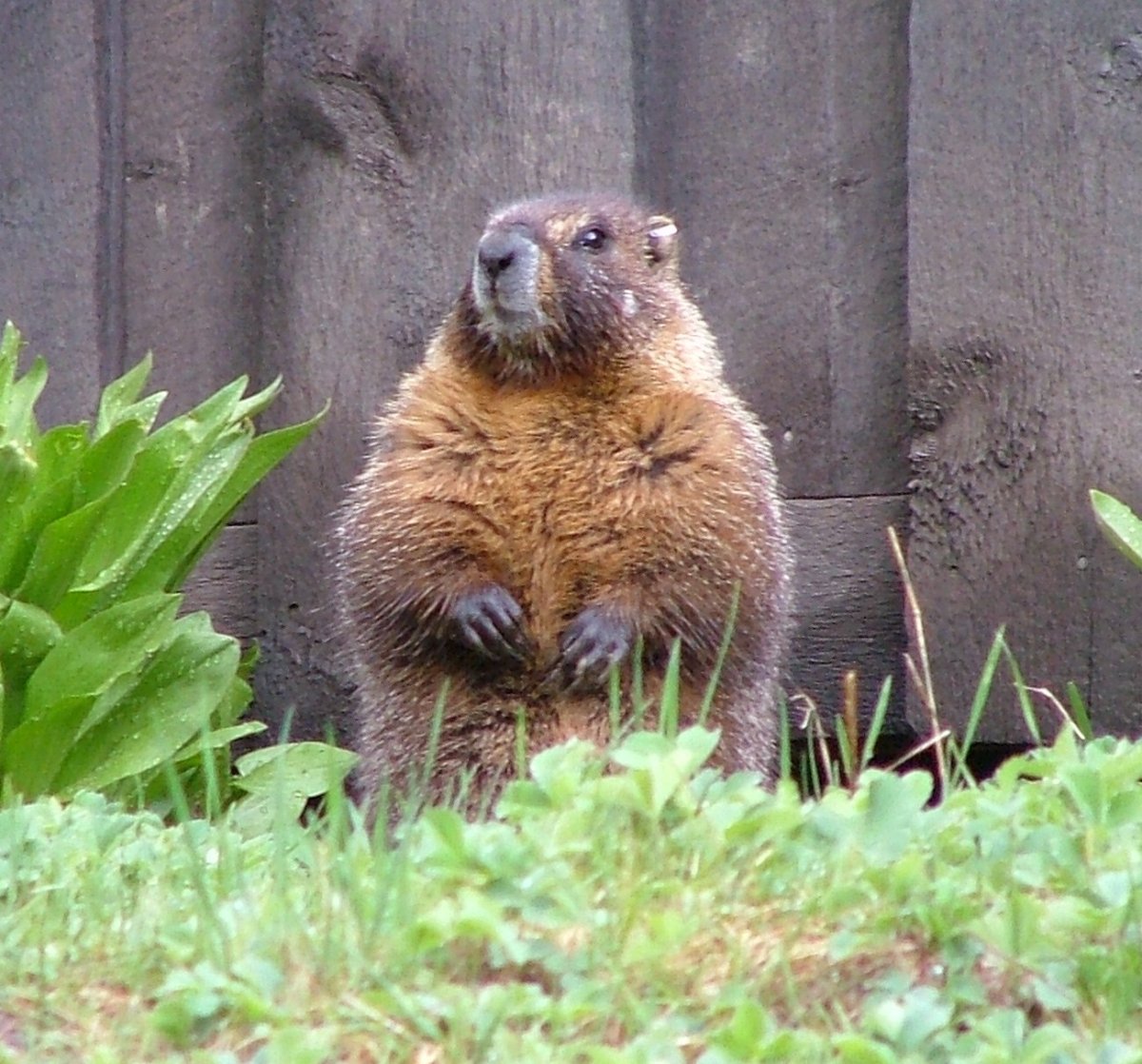 Большие гонки, сурки