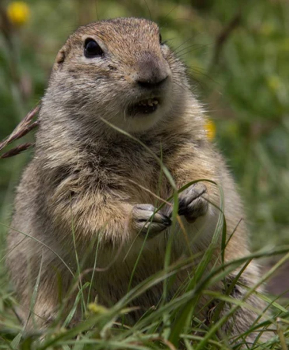 Алтайский тарбаган