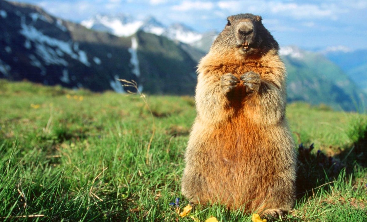 Серый Алтайский сурок