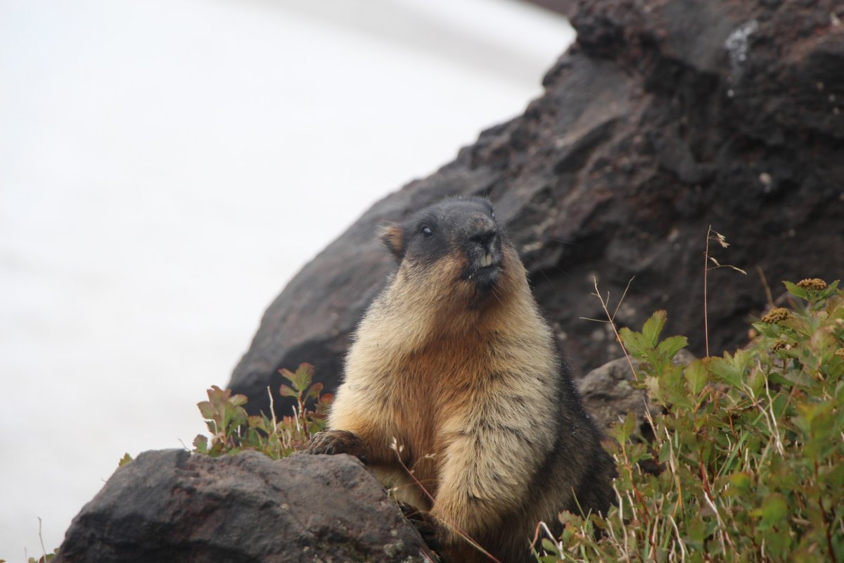 Черношапочные сурки Мутновского вулкана