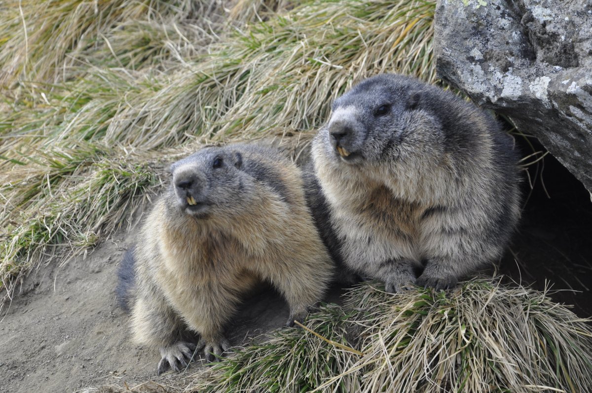 Степной сурок Байбак
