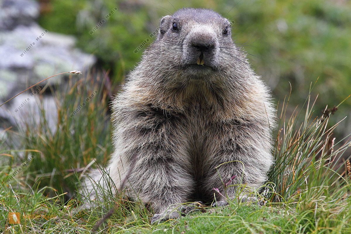 Сурок Байбак орет