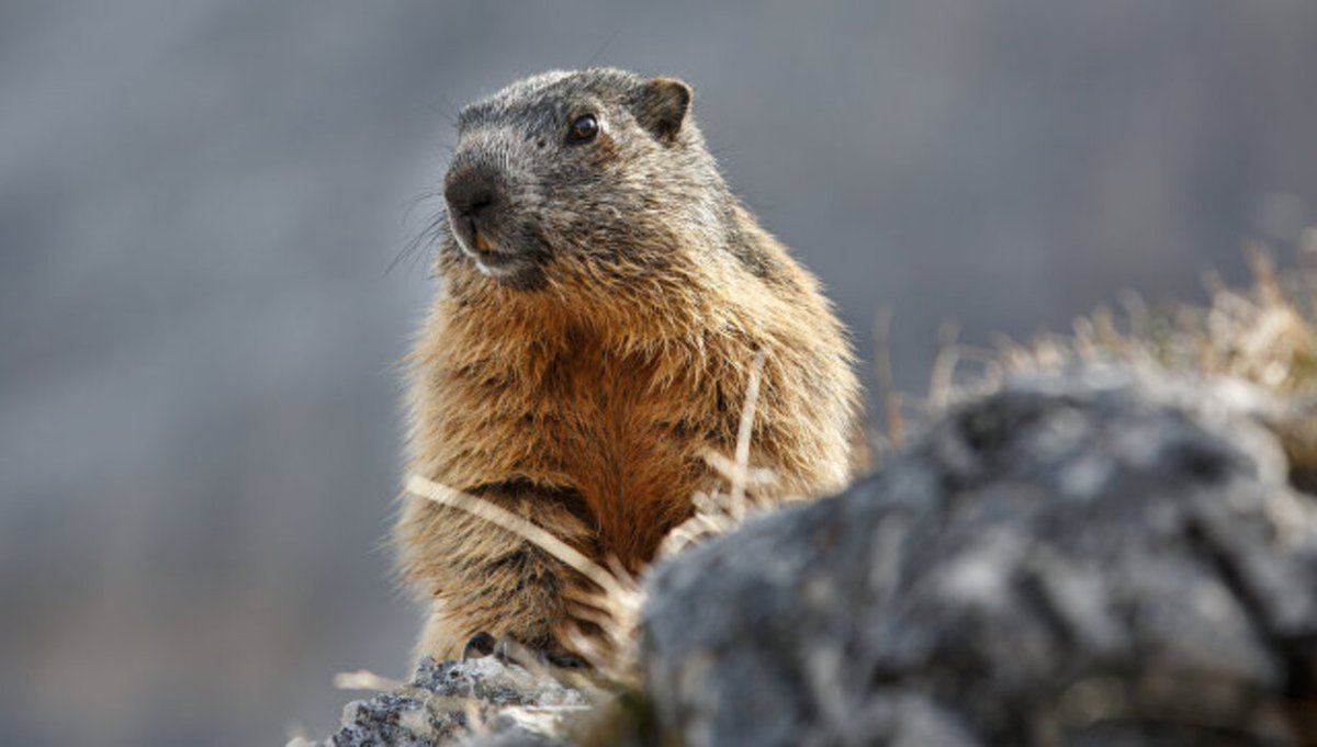 Сурок Весна