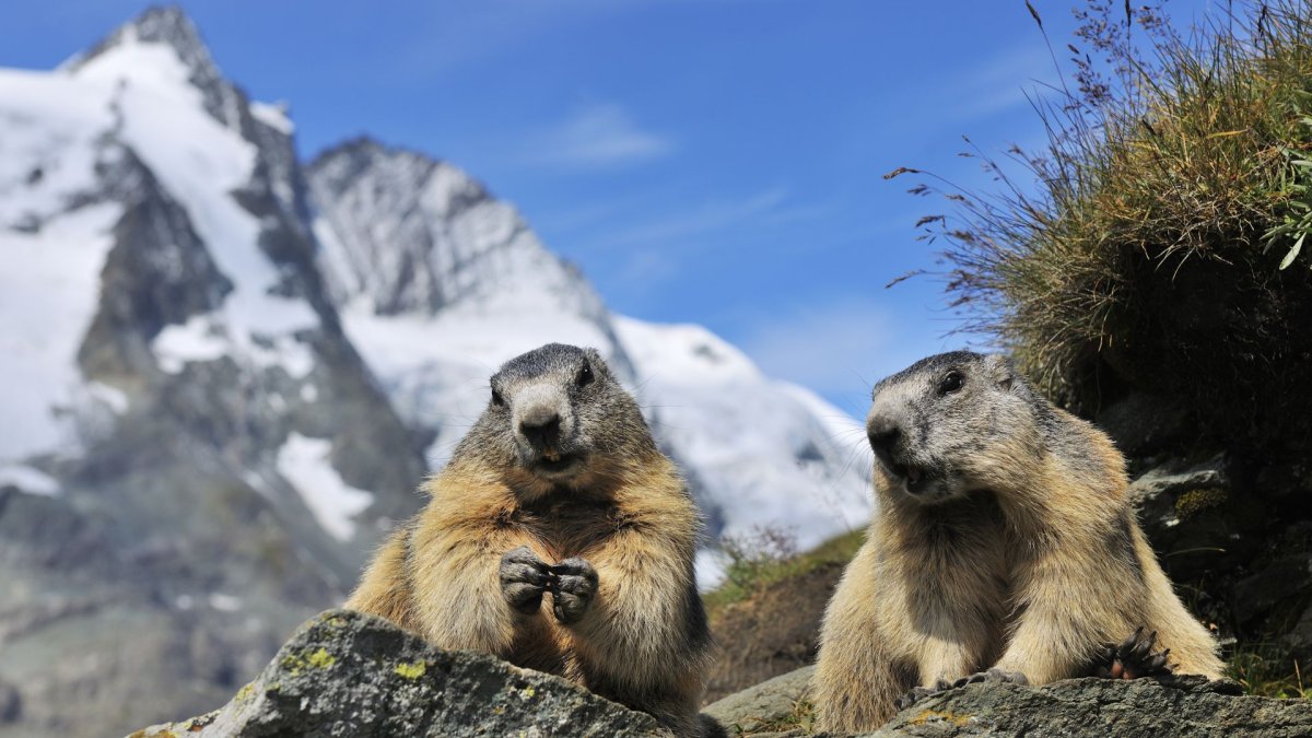 Marmota Alpine