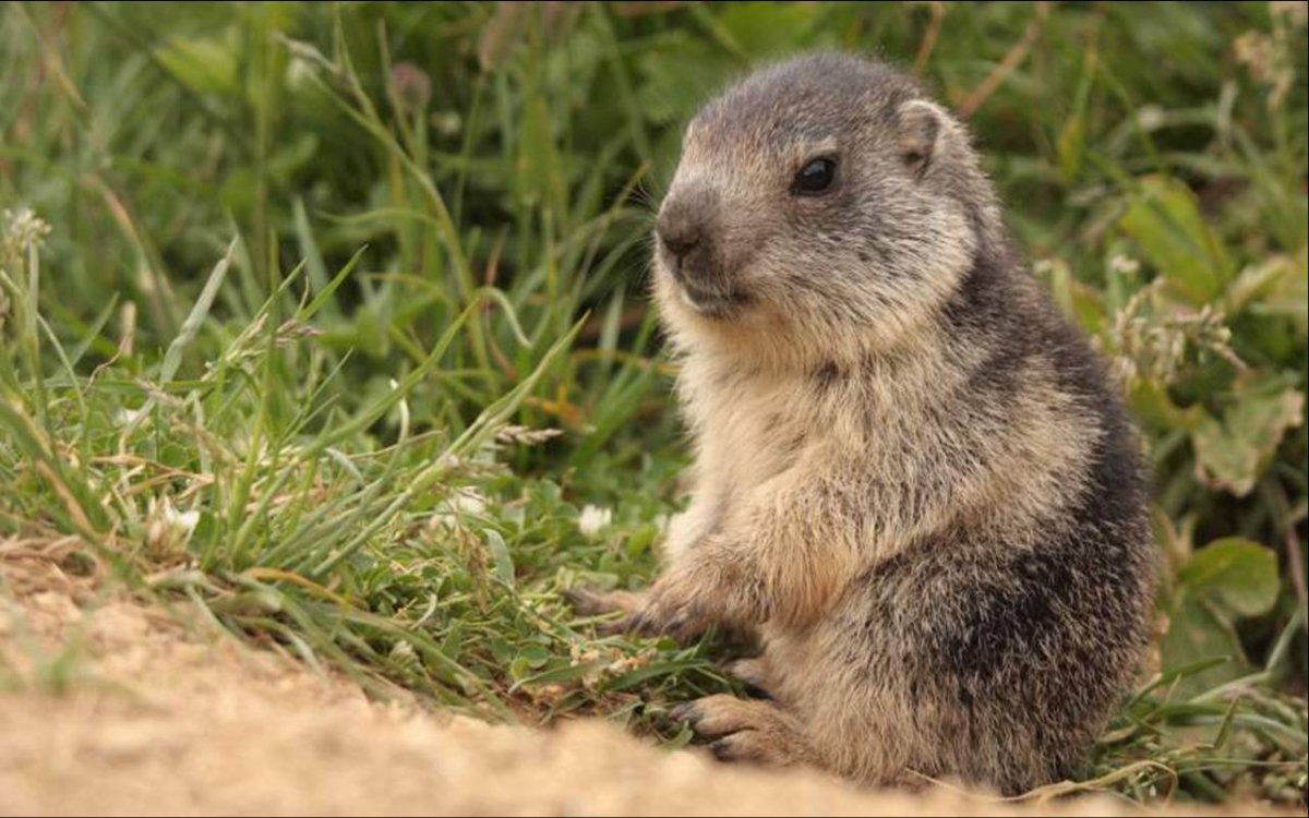 Мармоты Детёныши