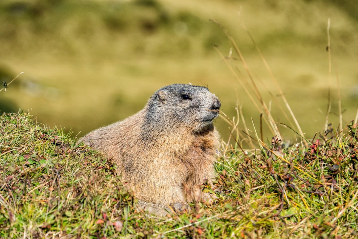 Швейцария сурки Альпийские