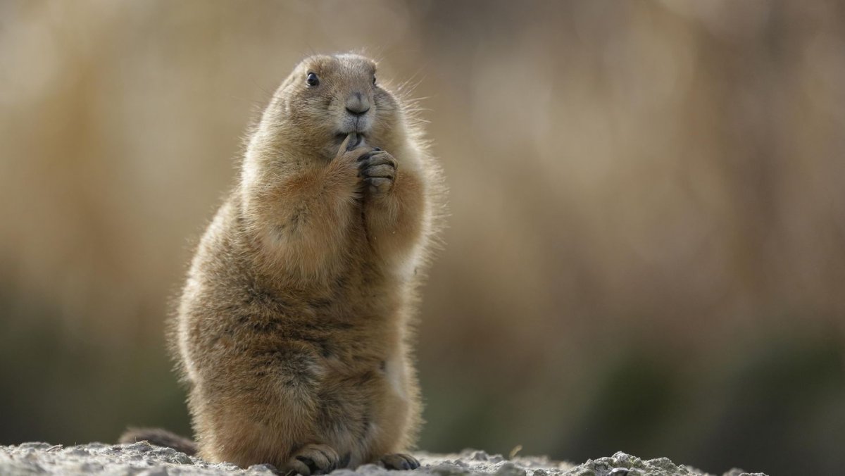 Фауна Швейцарии сурки