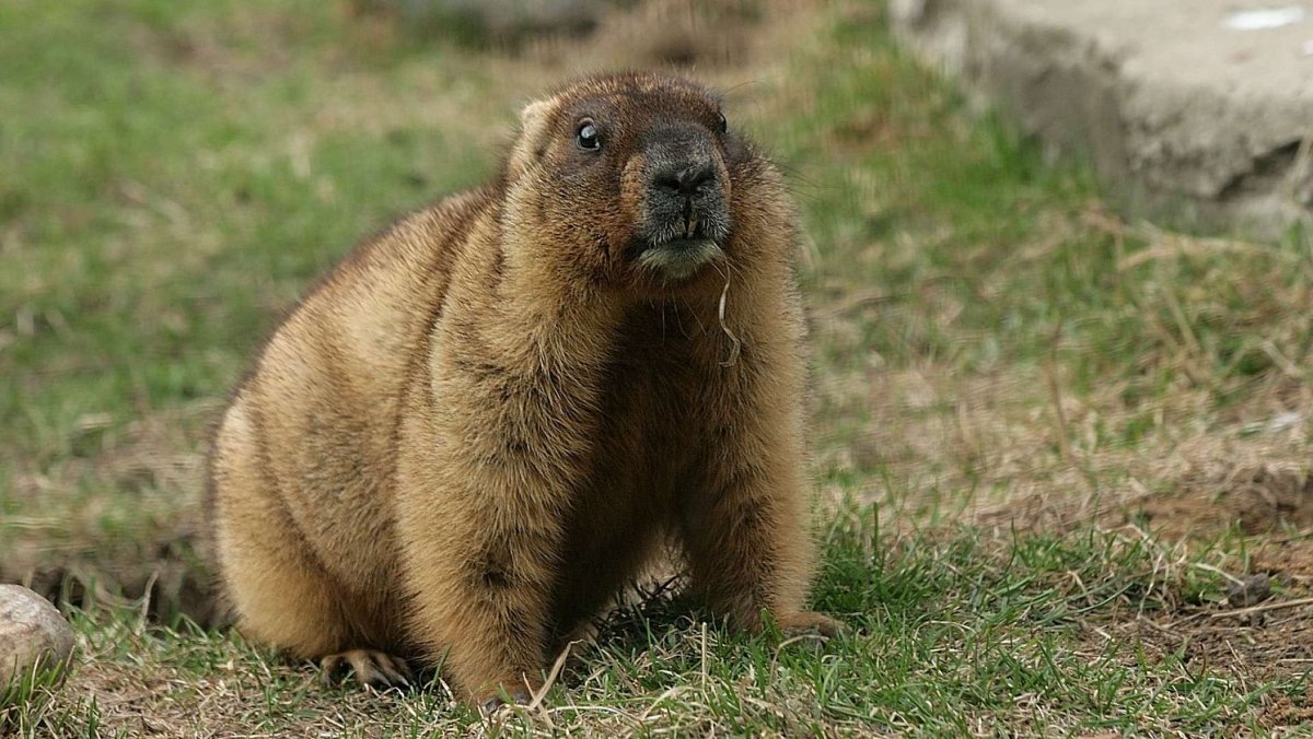 Альпийский сурок Мармот