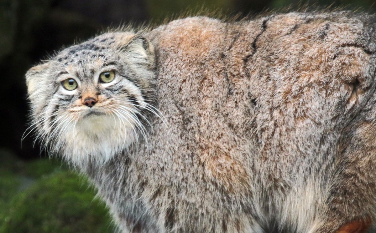 Горный кот Манул