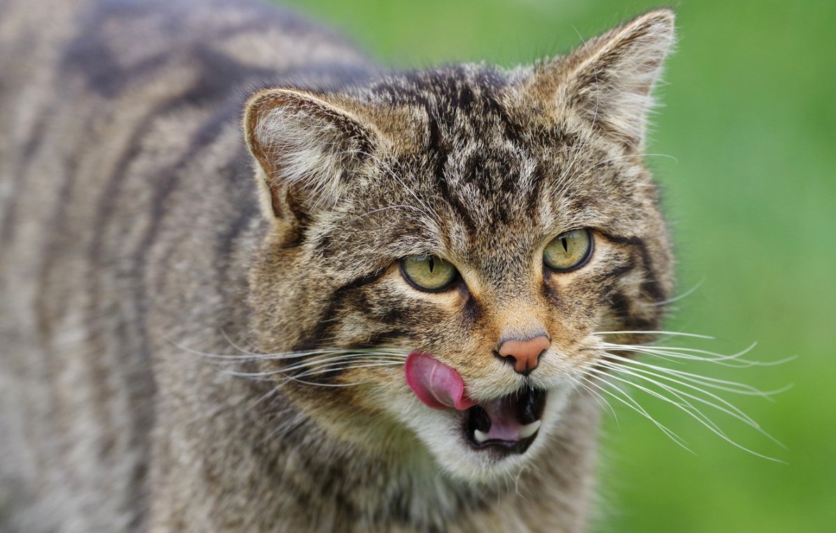 Кот облизывается