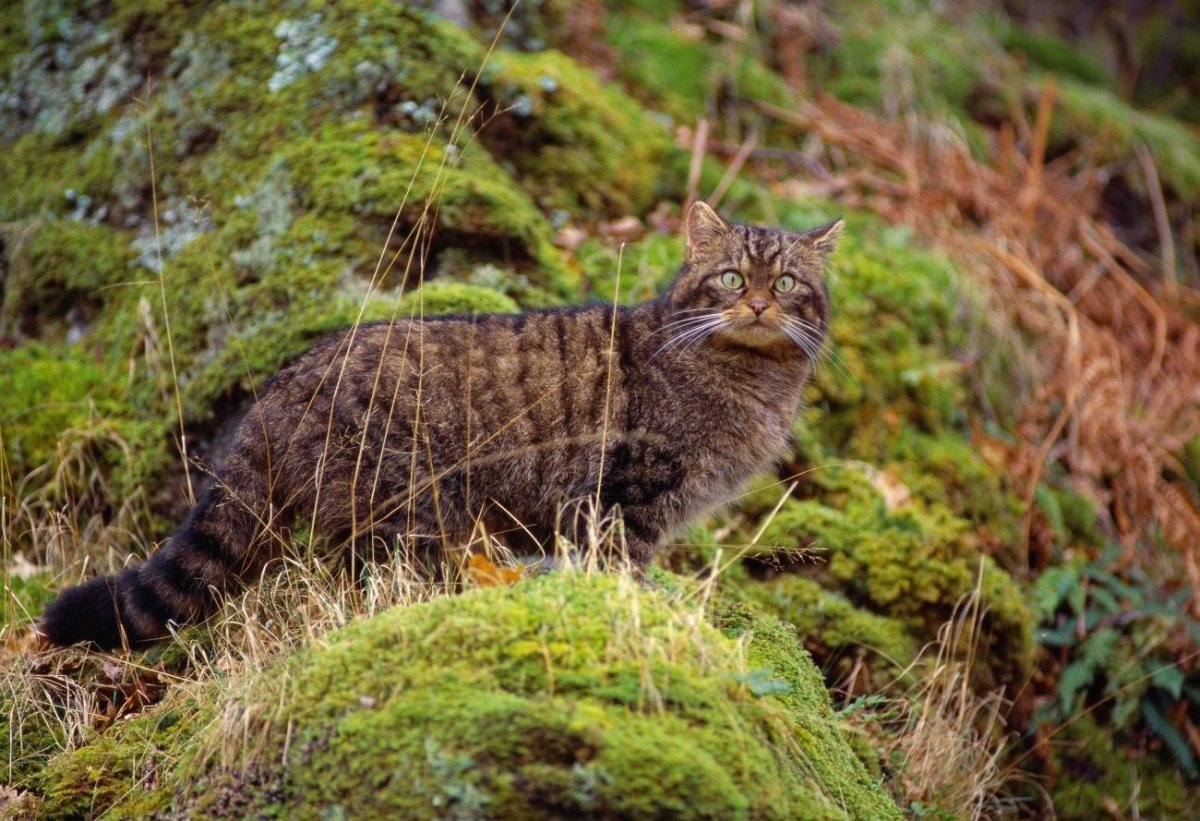 Лесной кот Felis Silvestris