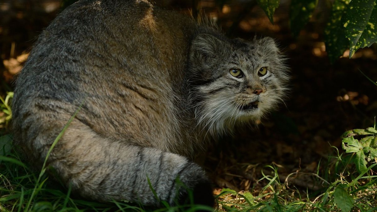 Манул (палласов кот)