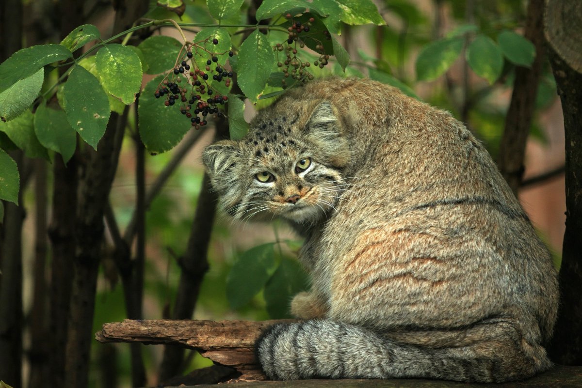 Манул кошка