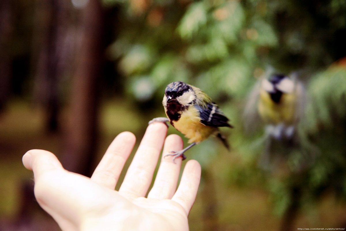 Синица на ладони