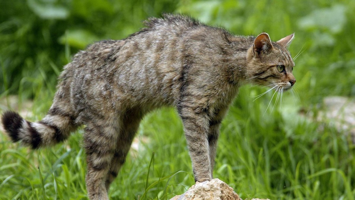 European Wildcat