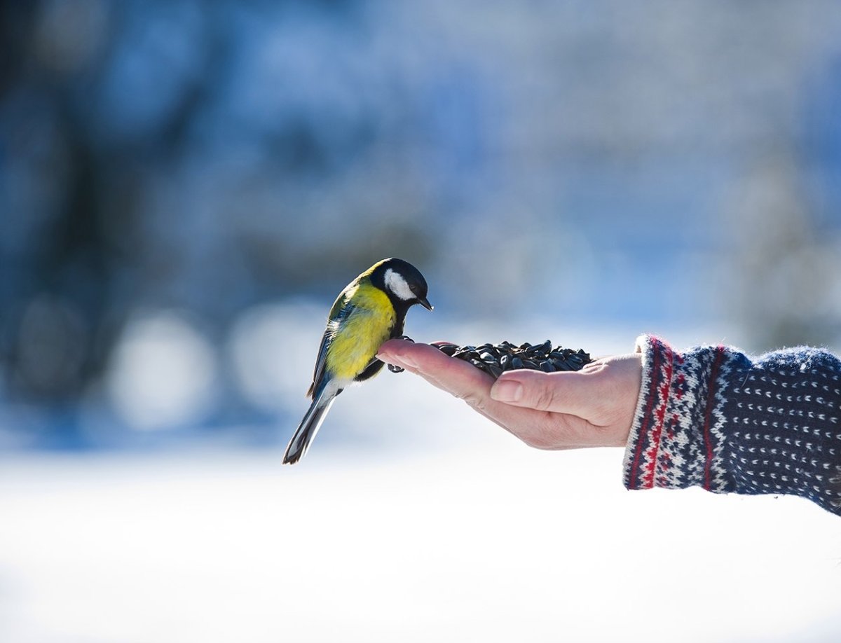 Кормление птиц
