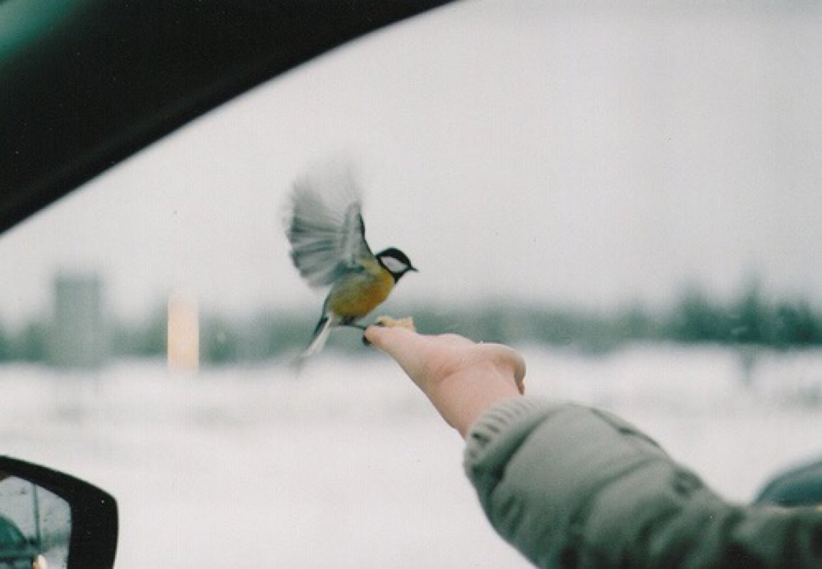 Птица зимой в полете