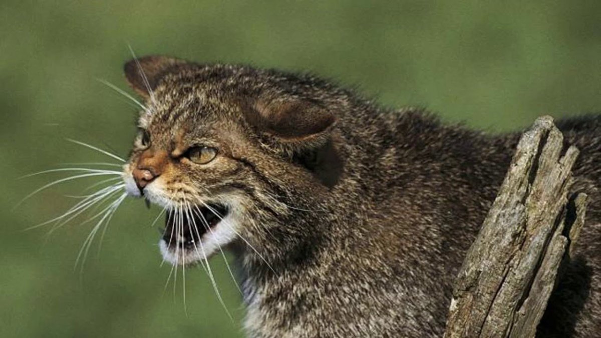 Дикий кот Великобритании