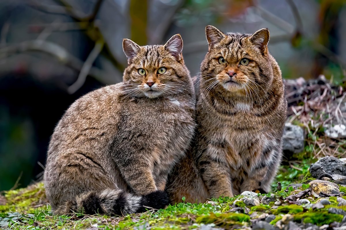 Европейский Лесной кот кошачьи