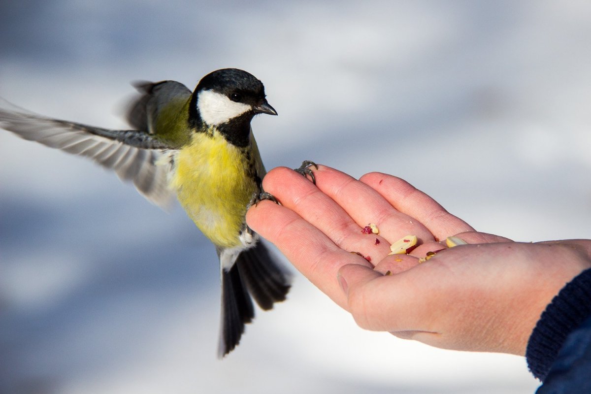 Синица лазоревка клюёт синиц