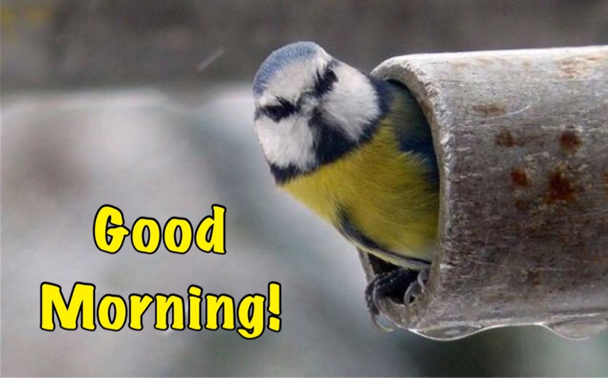 Синица на подоконнике примета