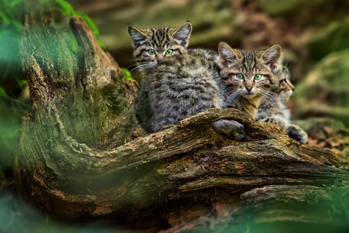 Лесной кот котята