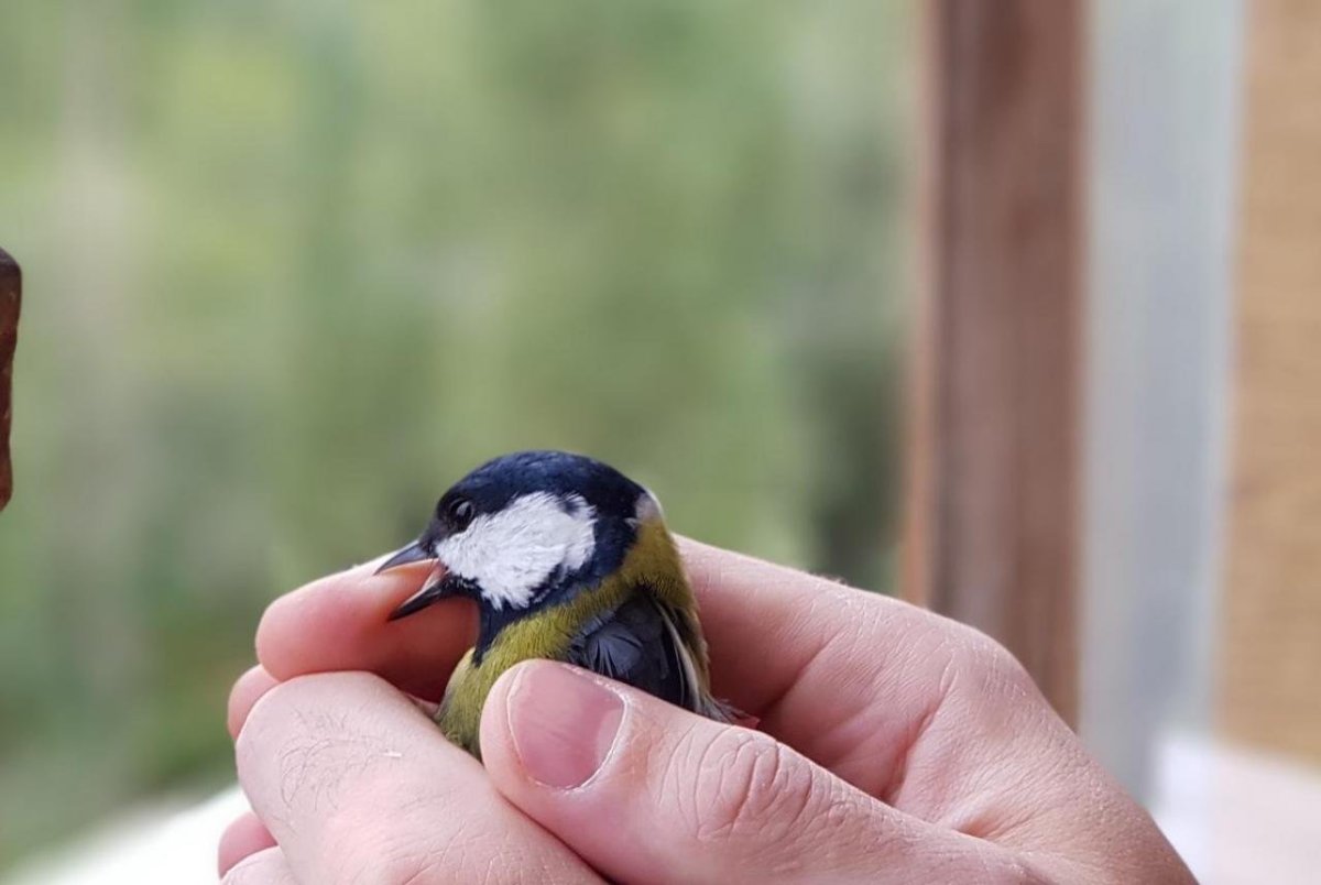 Синичка на пальце