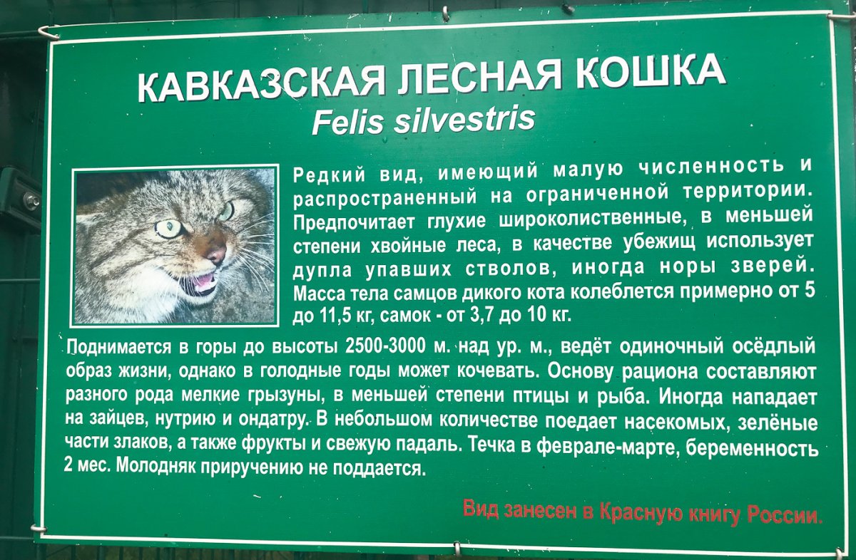 Кавказская Лесная кошка красная книга Краснодарского края