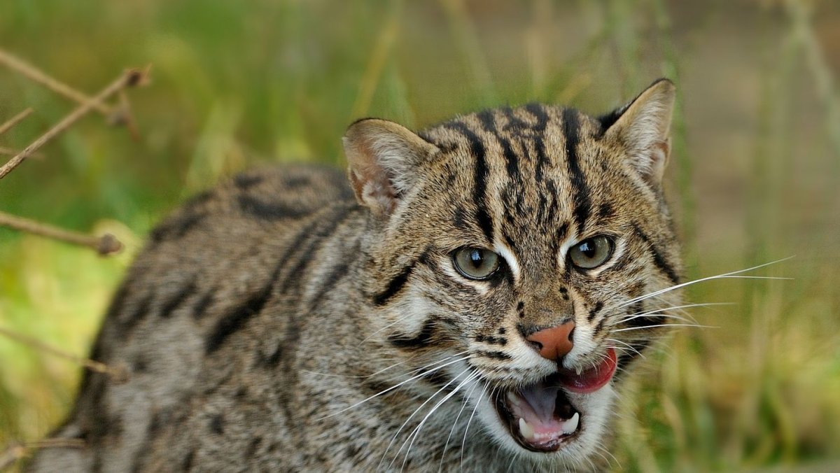 Кошка-рыболов (крапчатая кошка)