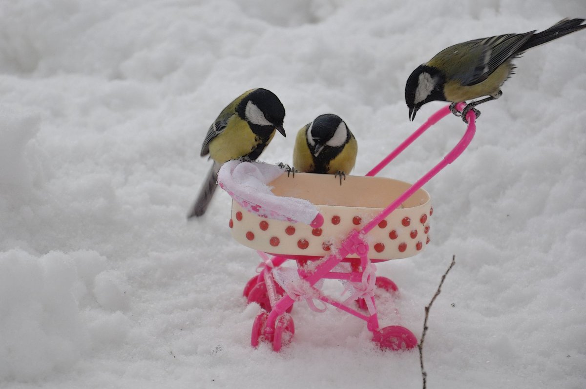 Лучше синица в руках