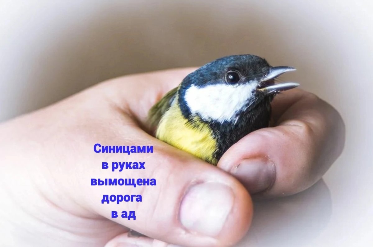 Птица на руке фото