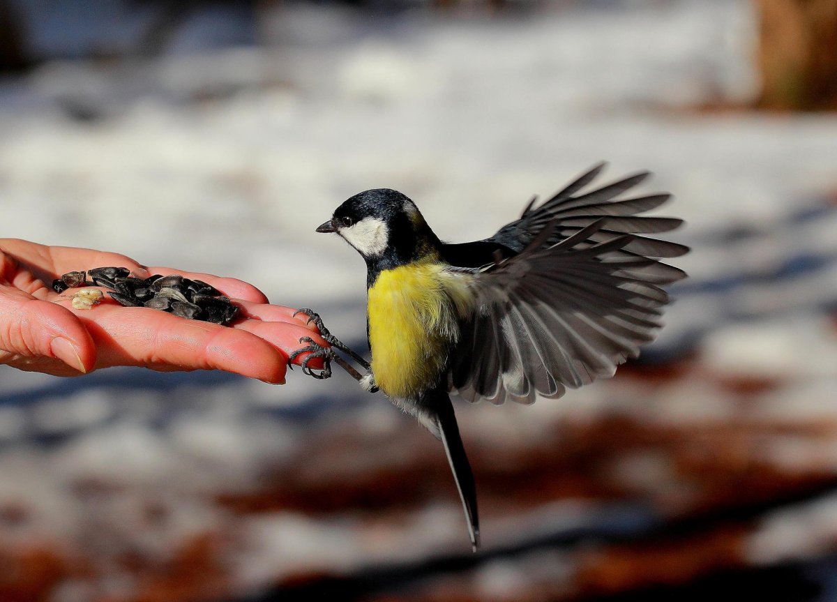 Синица в руках