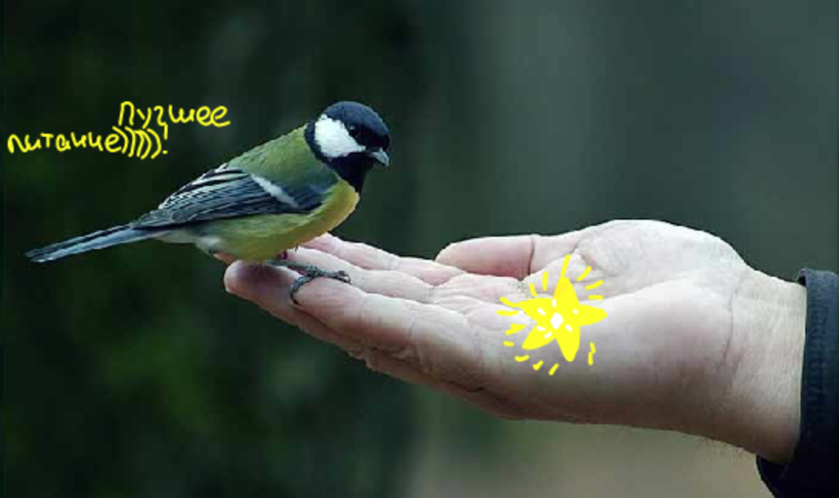 Синичка на ладони