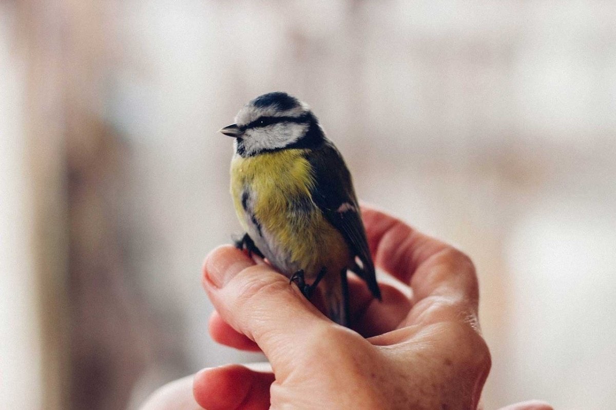 Синичка на ладони