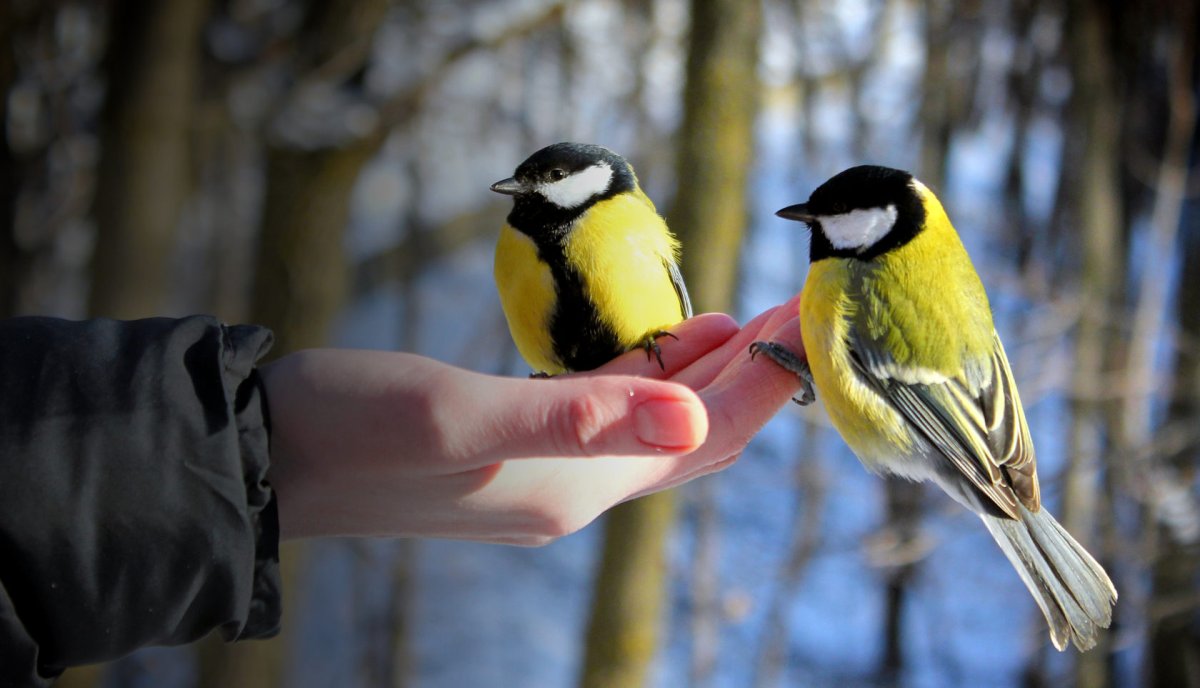 Синичка для детей