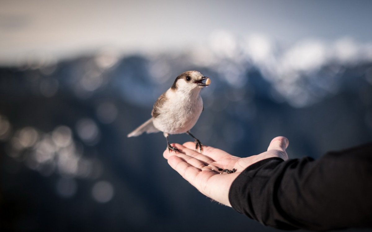 Большая синица на руке