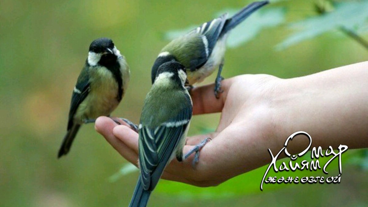 Синичка на руке