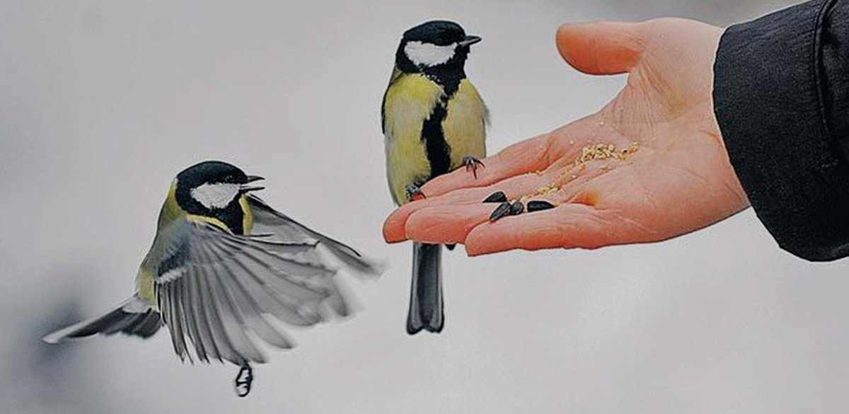 Кормить птиц с руки