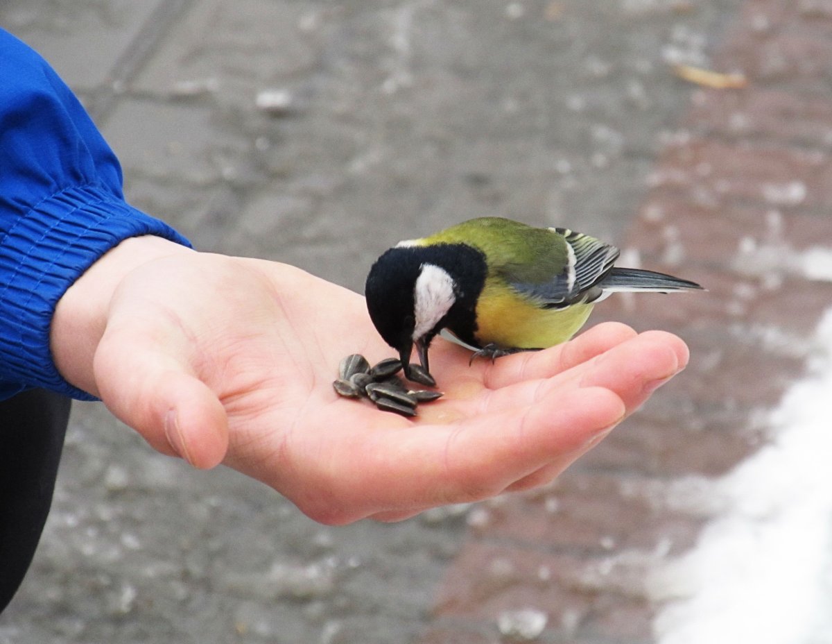 Кормление птиц зимой