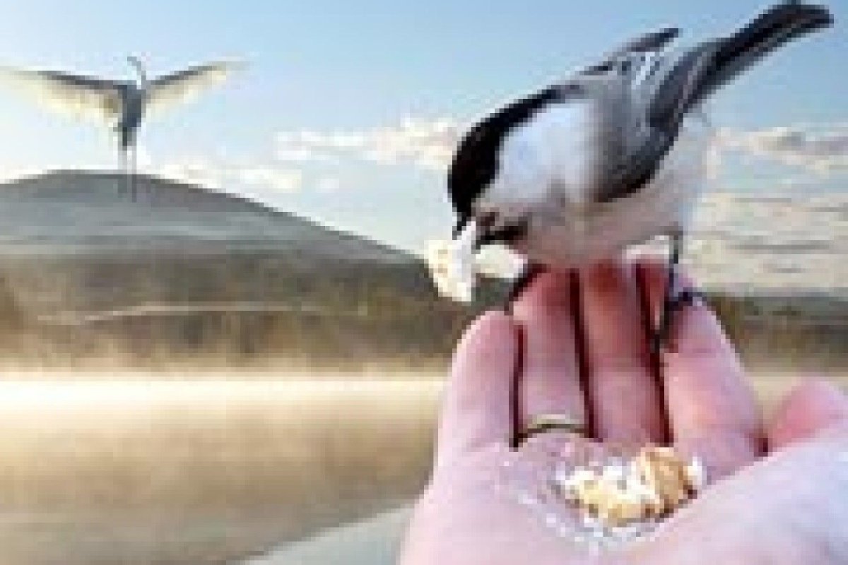 Синичка на руке зимой