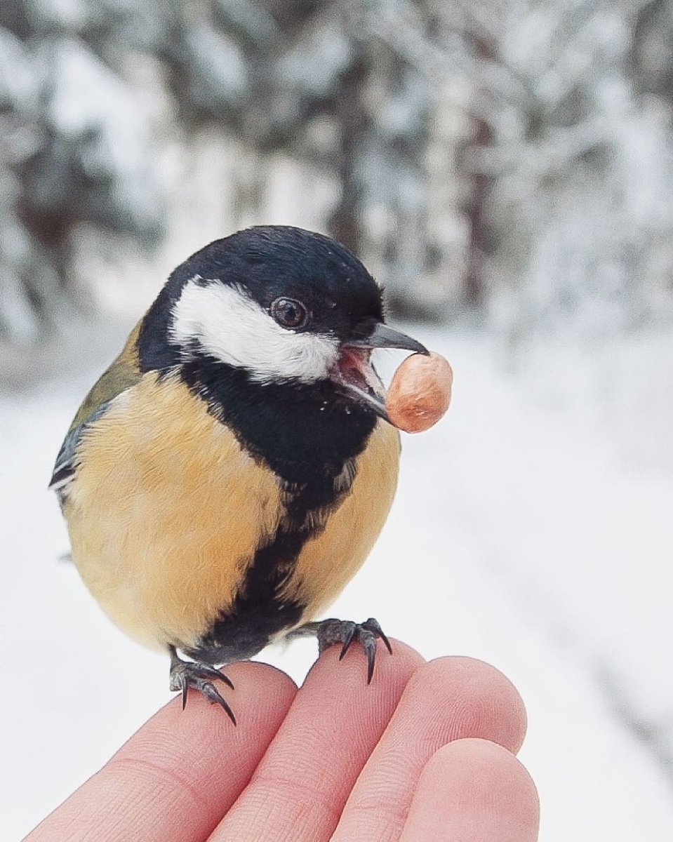 Синица в полете