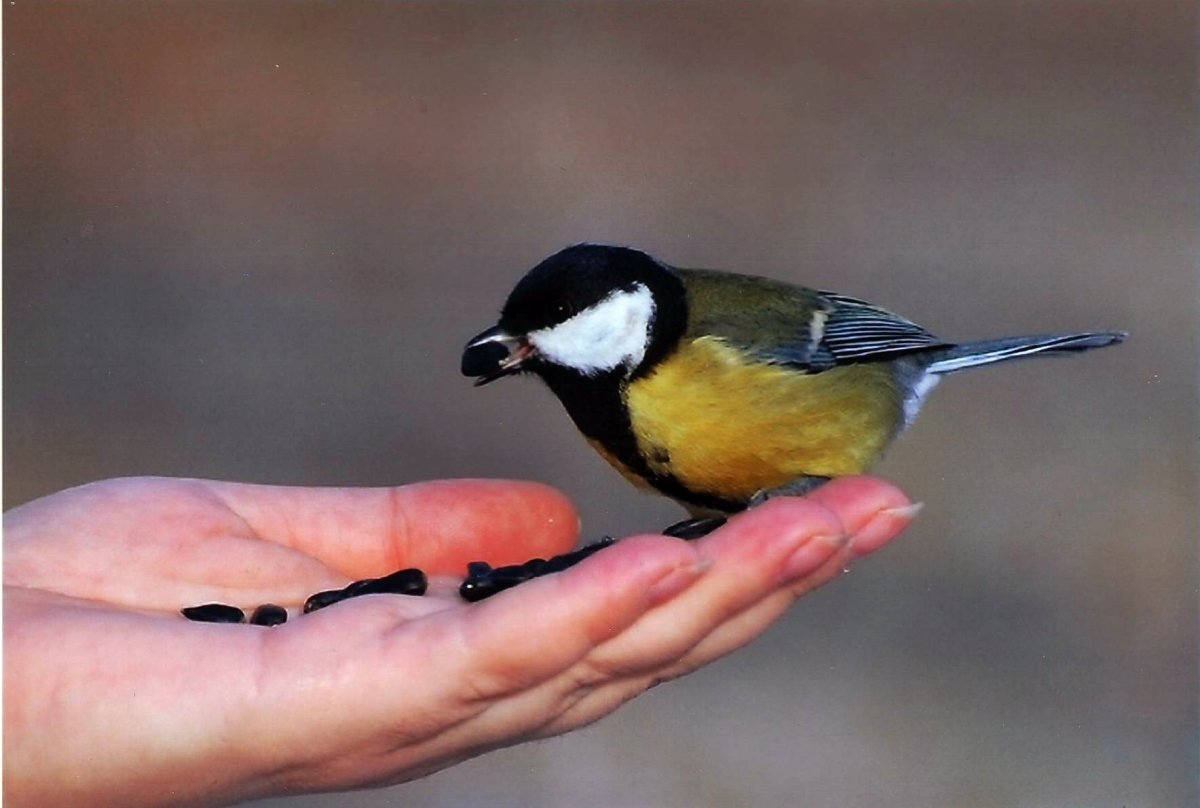 Синичка на ладошке
