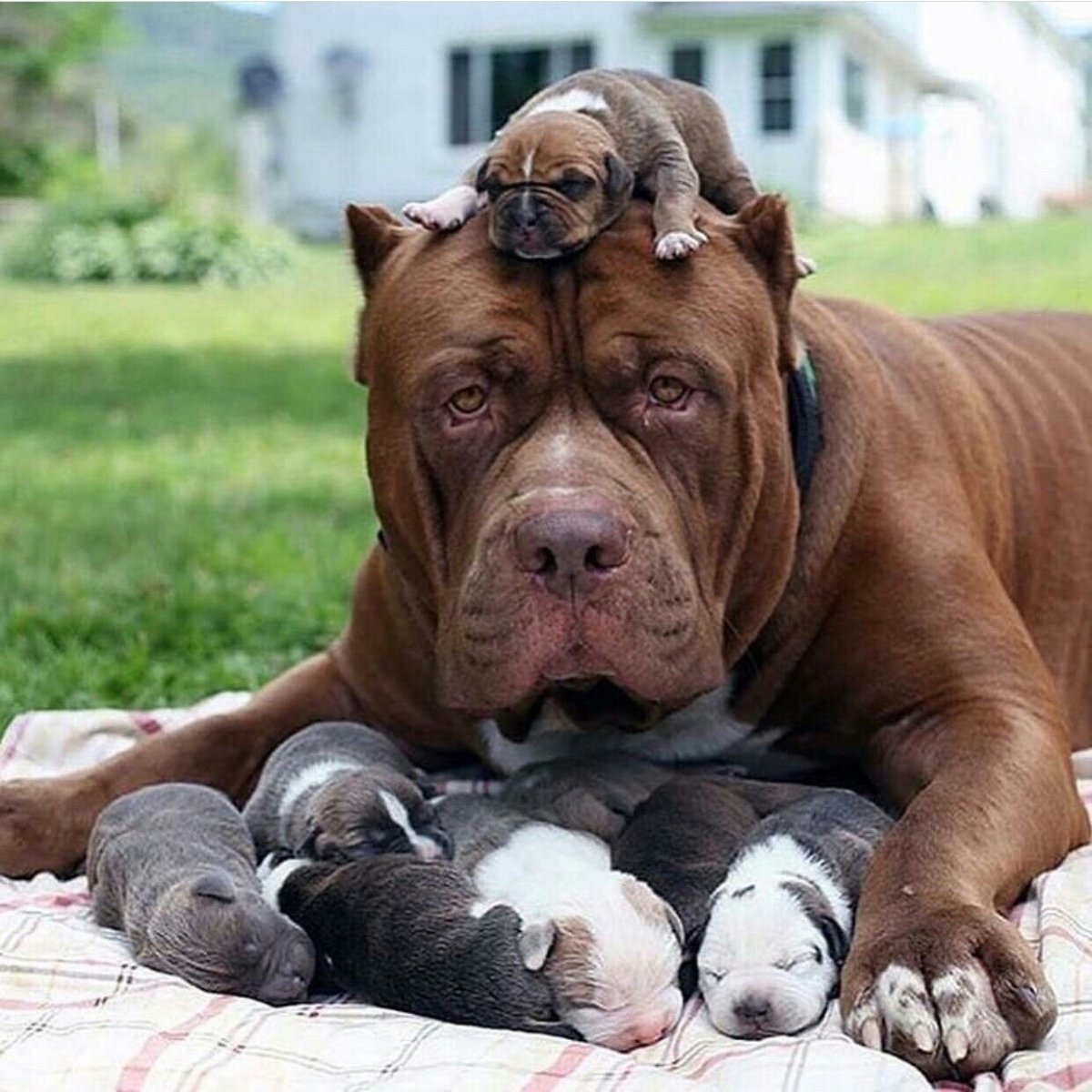 Американский булли Халк