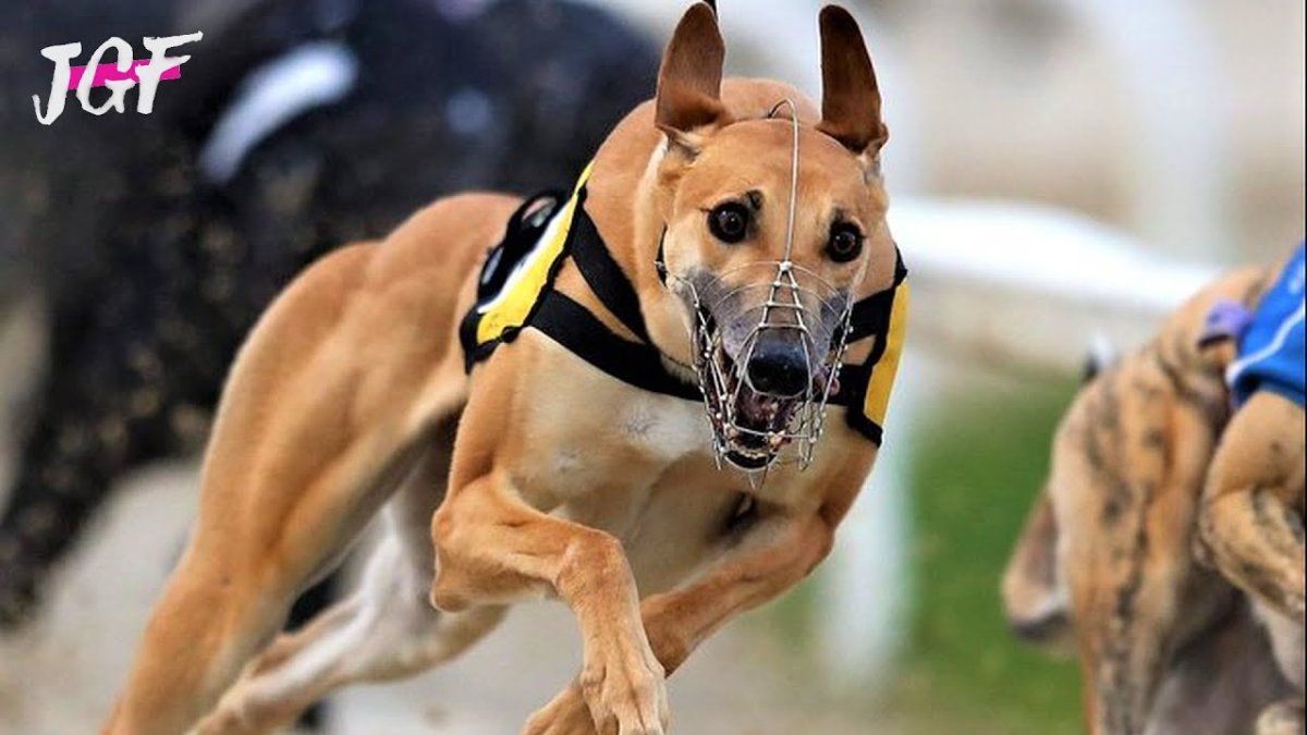 Грейхаунд Стар тайтл