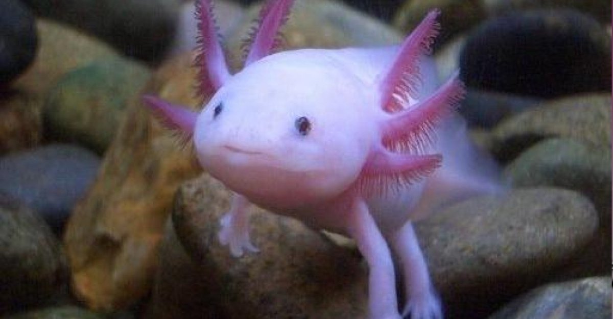 Тритон аквариумный аксолотль