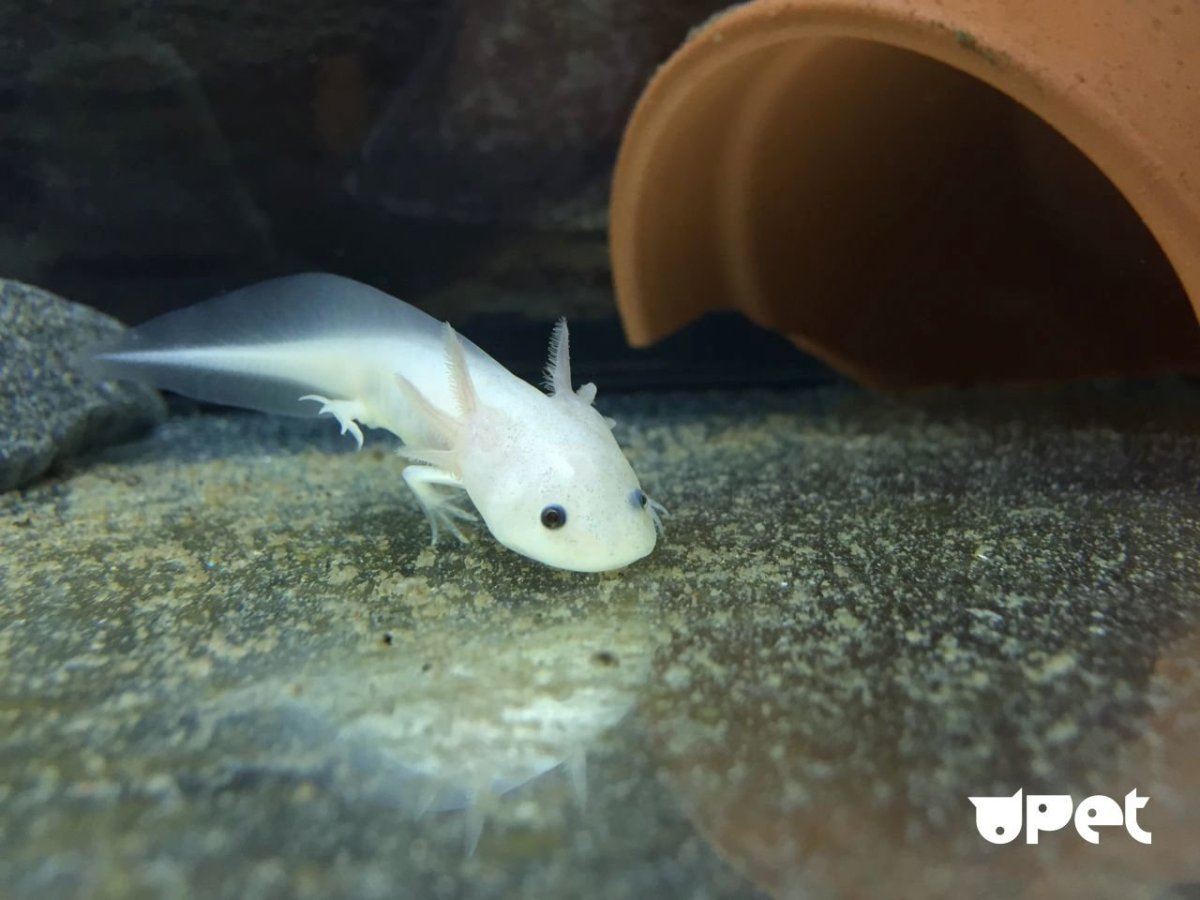 Мексиканская саламандра аксолотль