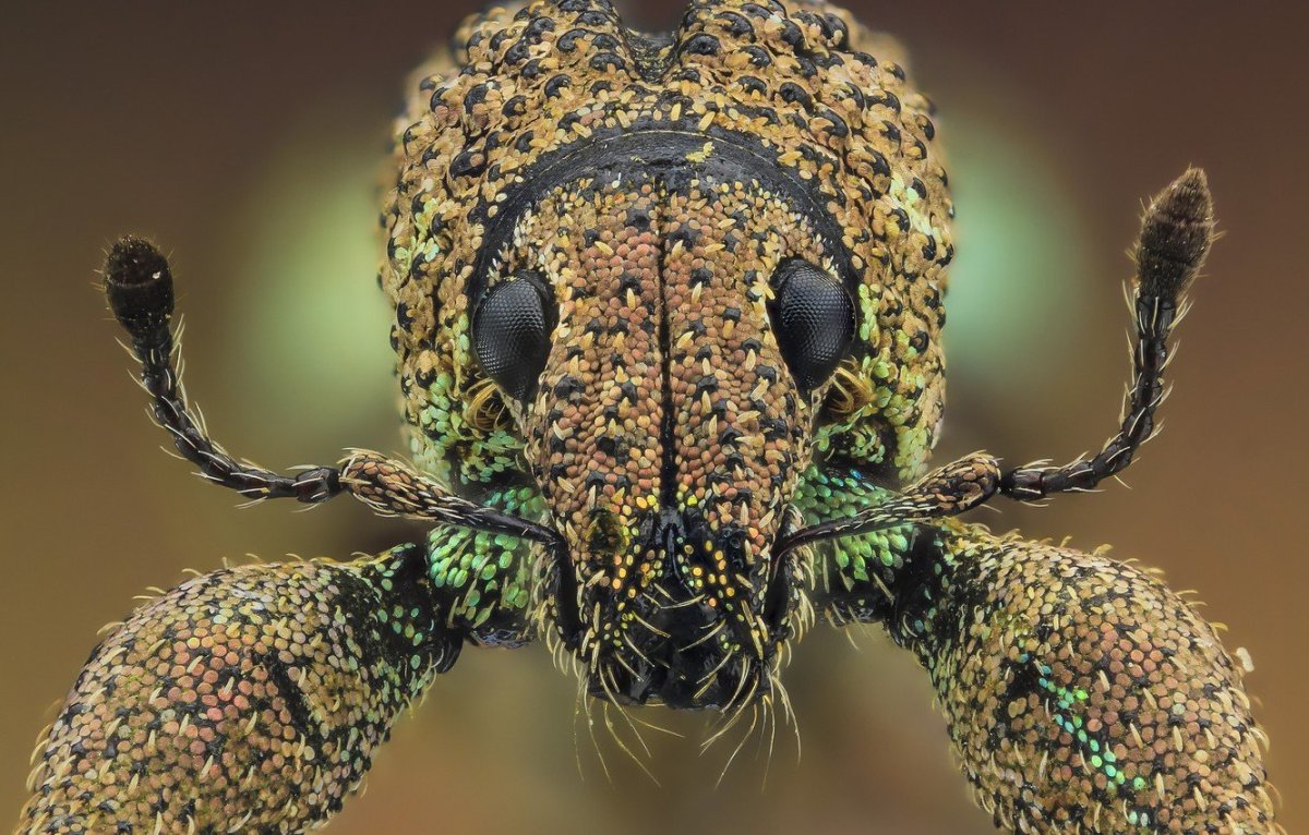 Блоха человеческая под микроскопом