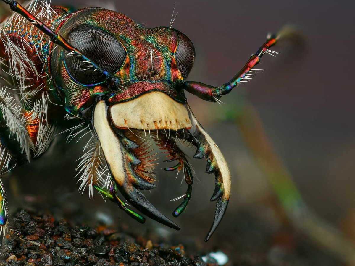 Макросъемка насекомых