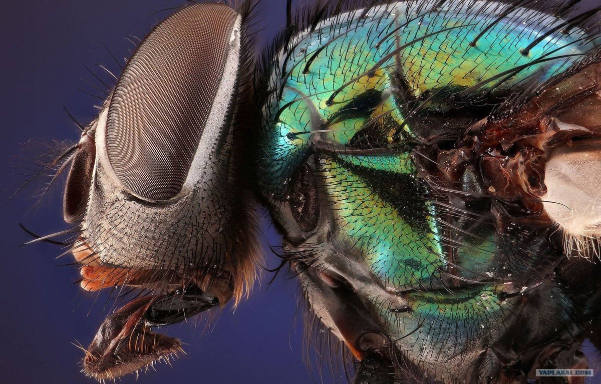 Морда муравья под микроскопом