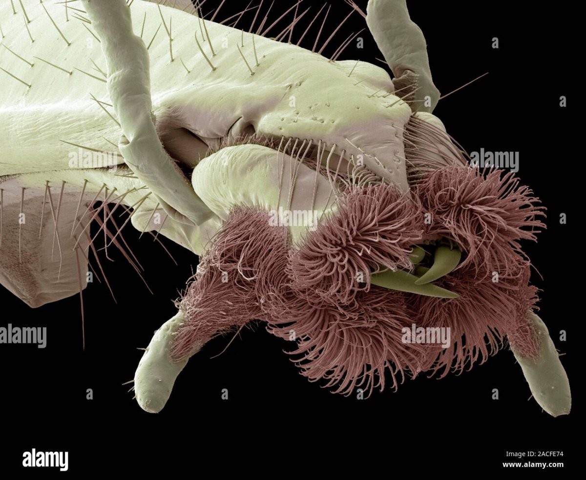 Скорпион под микроскопом